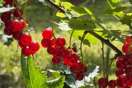 Участок в старо дачном СНТ